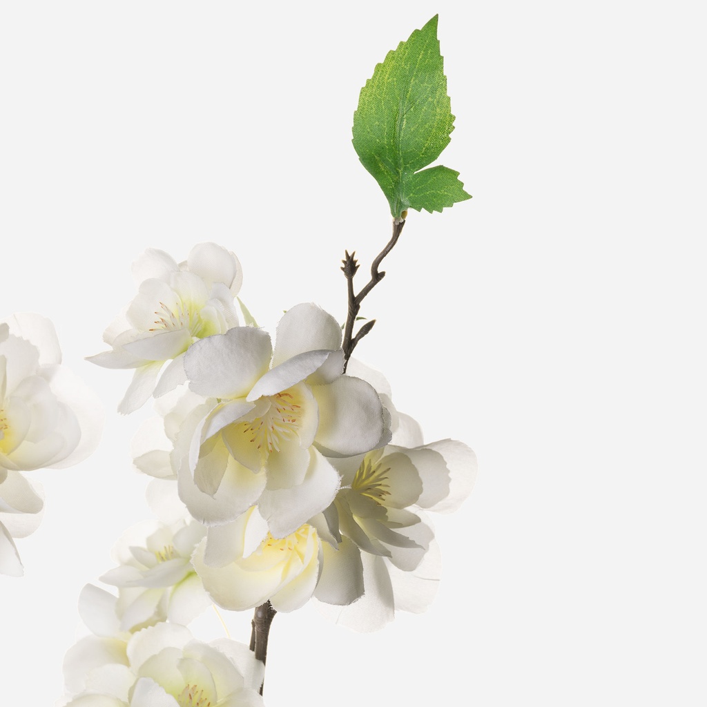 APPLE BLOSSOM CREMA 117CM