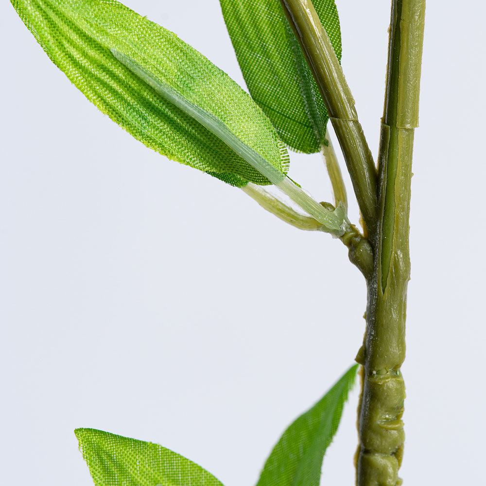 Follaje de Pie de León - Verde