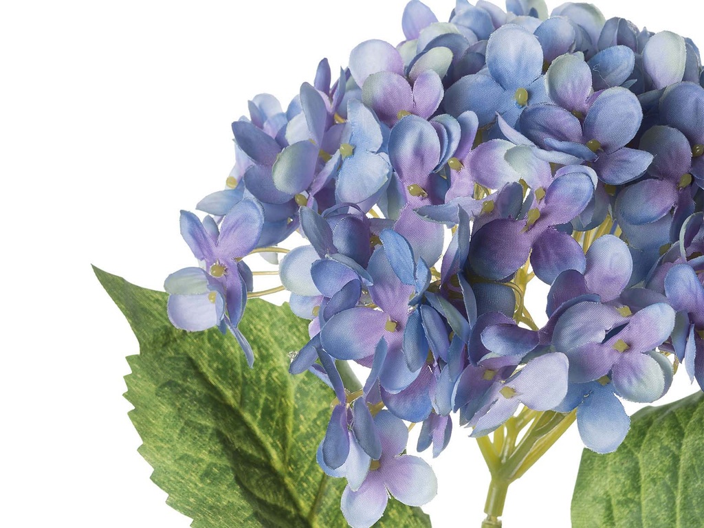 Hydrangea Azul 63 Cms