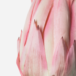 Protea Rosa 68 Cms