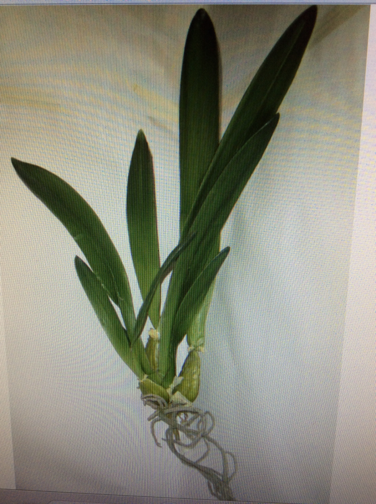 PLANTA HOJAS DE ONCIDIUM