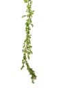 GARLAND FAKE BOXWOOD