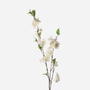 APPLE BLOSSOM CREMA 117CM