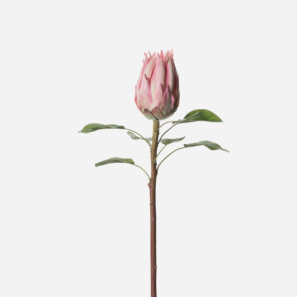 Protea Rosa 68 Cms